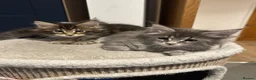 Maine Coon cats for sale: Beautiful Mainecoon kittens - Advert 4