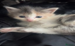 Ragdoll cats for sale: Beautiful kittens mixed colours - Image 7