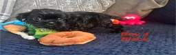 Shih Tzu dogs for sale: 6 beautiful shih tzu puppies for sale  - Advert 15