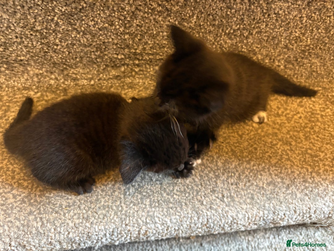 Mixed Breed cats for sale: 2 gorgeous kittens - Image 11