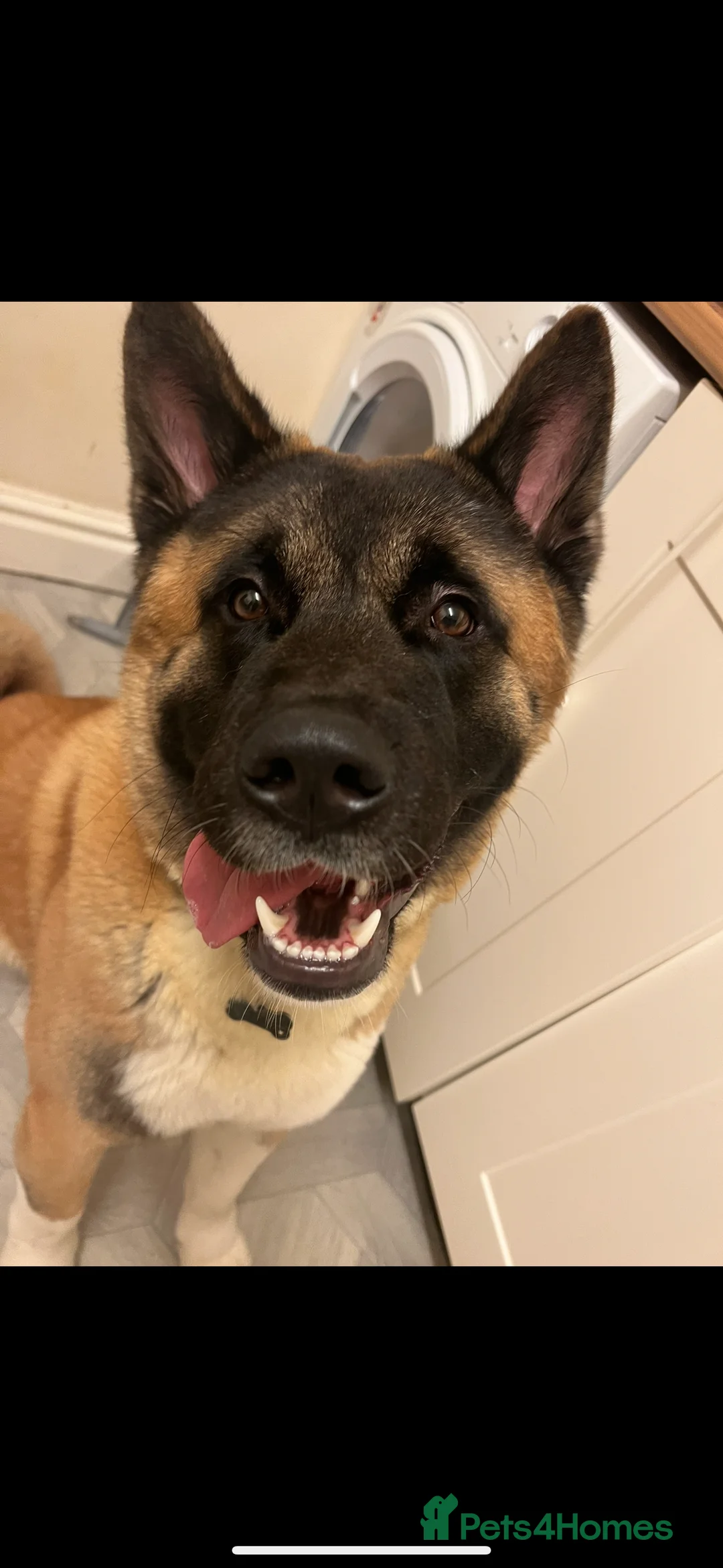 Akita dogs for sale: American Akita - Advert 2