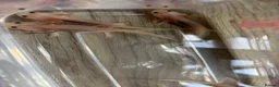 Axolotl reptiles for sale:  baby axolotl’s in Spalding - Advert 4
