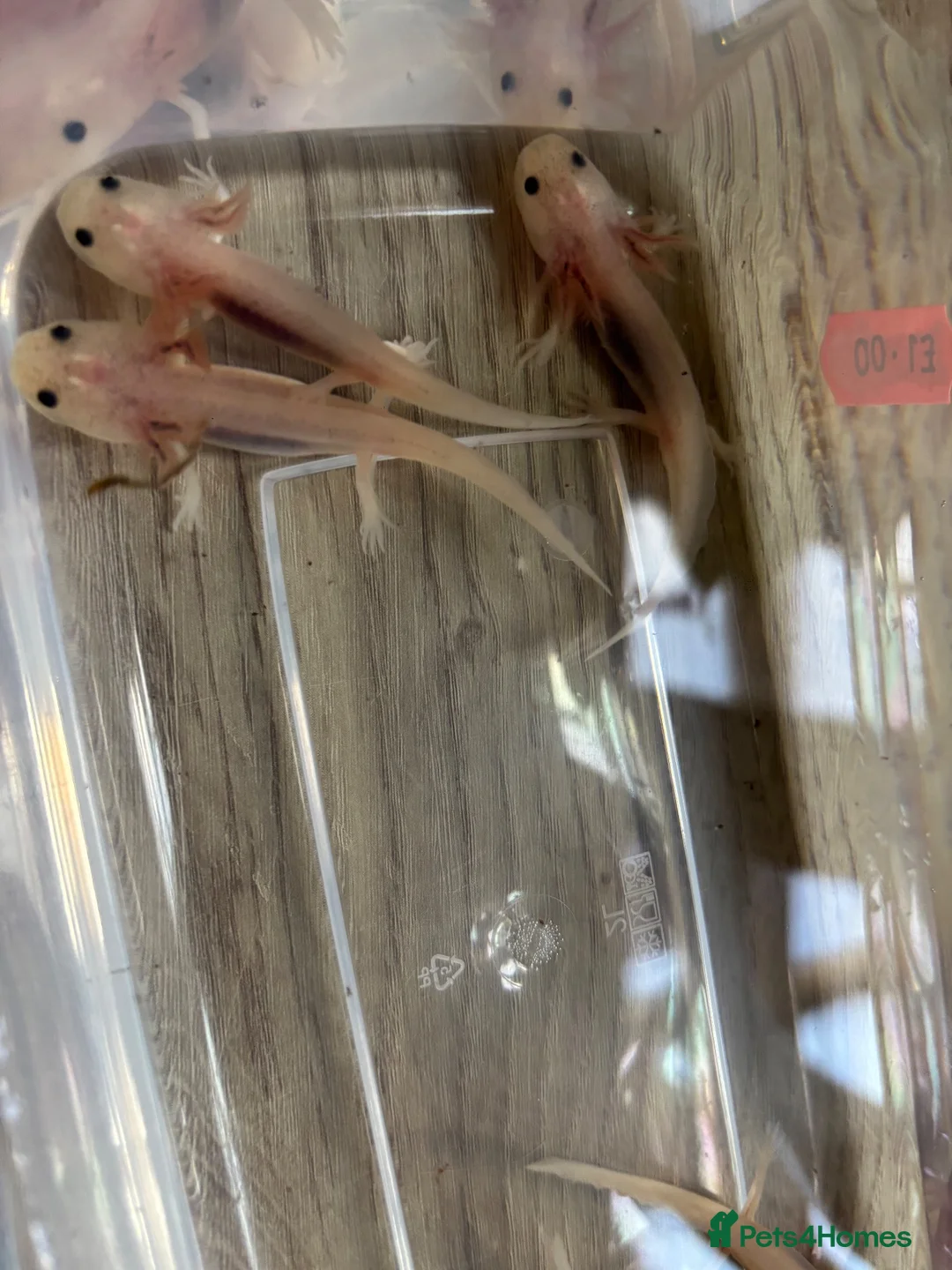 Axolotl reptiles for sale:  baby axolotl’s in Spalding - Advert 4