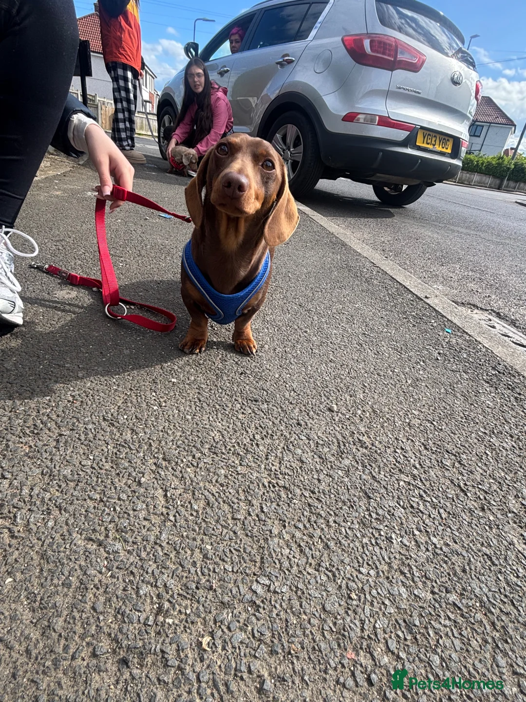 Dachshund dogs for sale: 2 sausage dogs - Advert 1