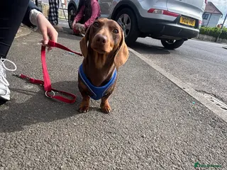 Dachshund dogs 2 sausage dogs - Advert 8