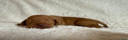 Hungarian Vizsla dogs for sale: KC registered Hungarian Viszla puppies - Advert 20
