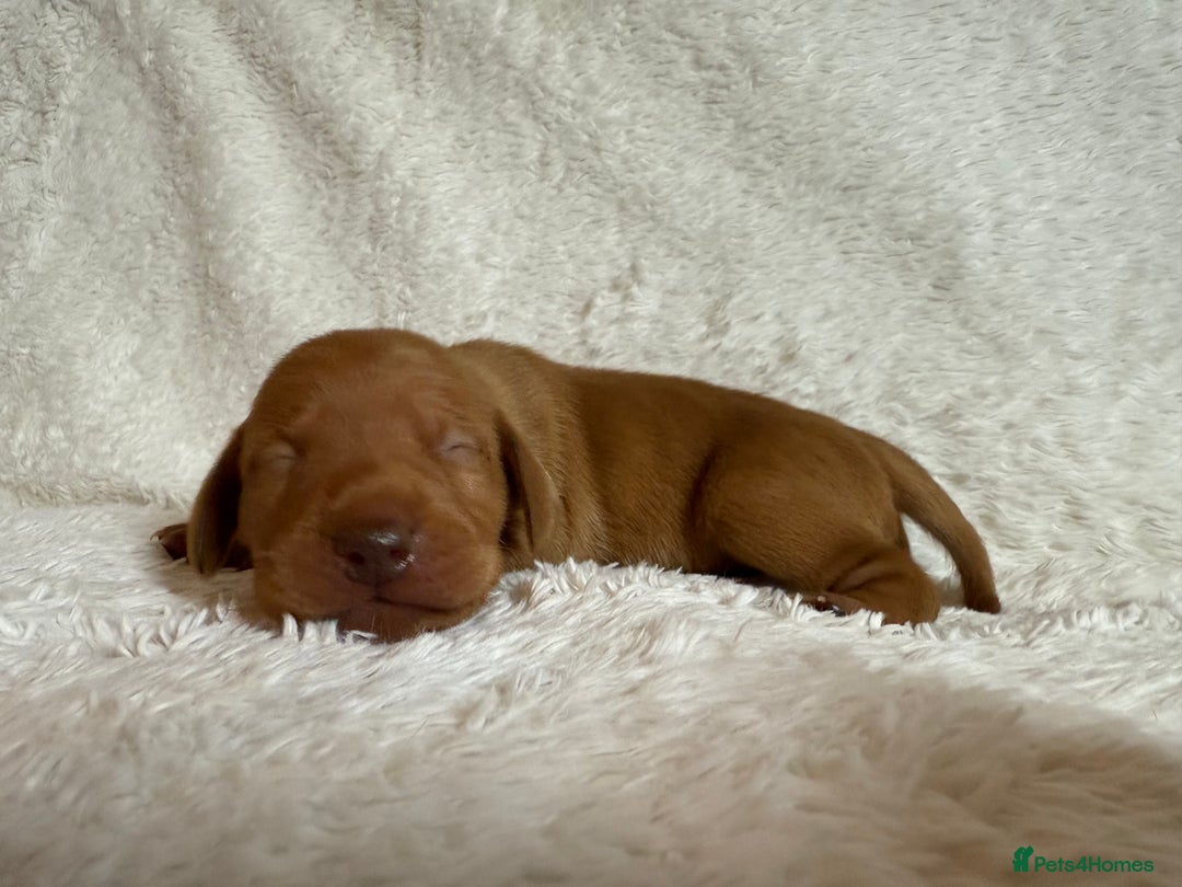 Hungarian Vizsla dogs for sale: KC registered Hungarian Viszla puppies - Advert 20