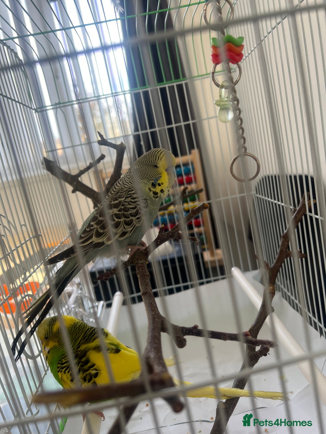 Budgerigars birds for sale: pair of budgies and a cage - Image 3