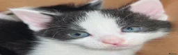 American Shorthair cats for sale: Warm & Family-Focused 🐾  - Advert 2