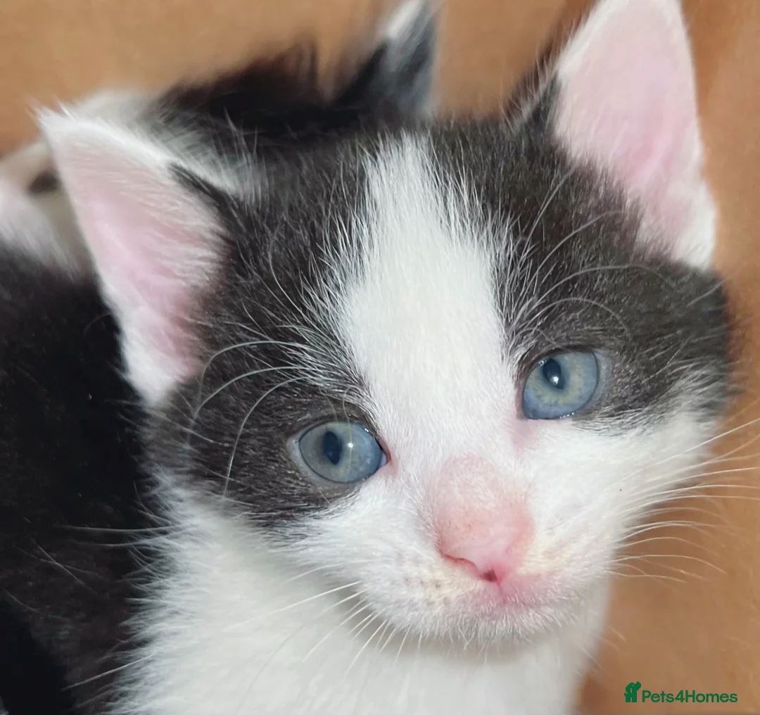 American Shorthair cats for sale: Warm & Family-Focused 🐾  - Advert 2