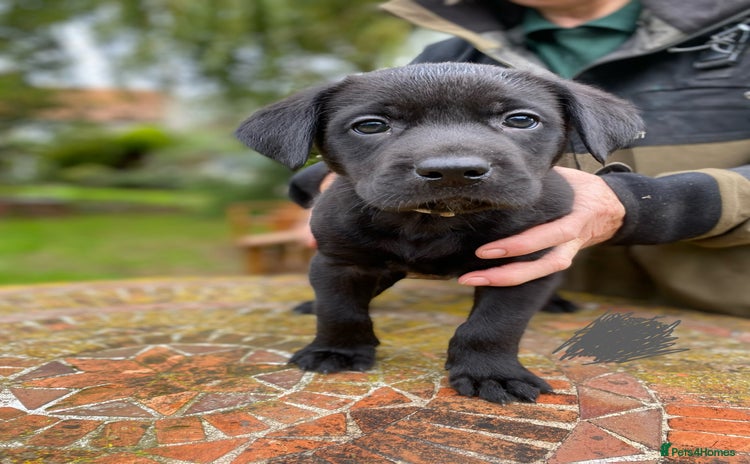 Mixed Breed dogs - Advert 10