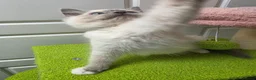 Ragdoll cats for sale: GCCF registered stunning girls available!  - Advert 16