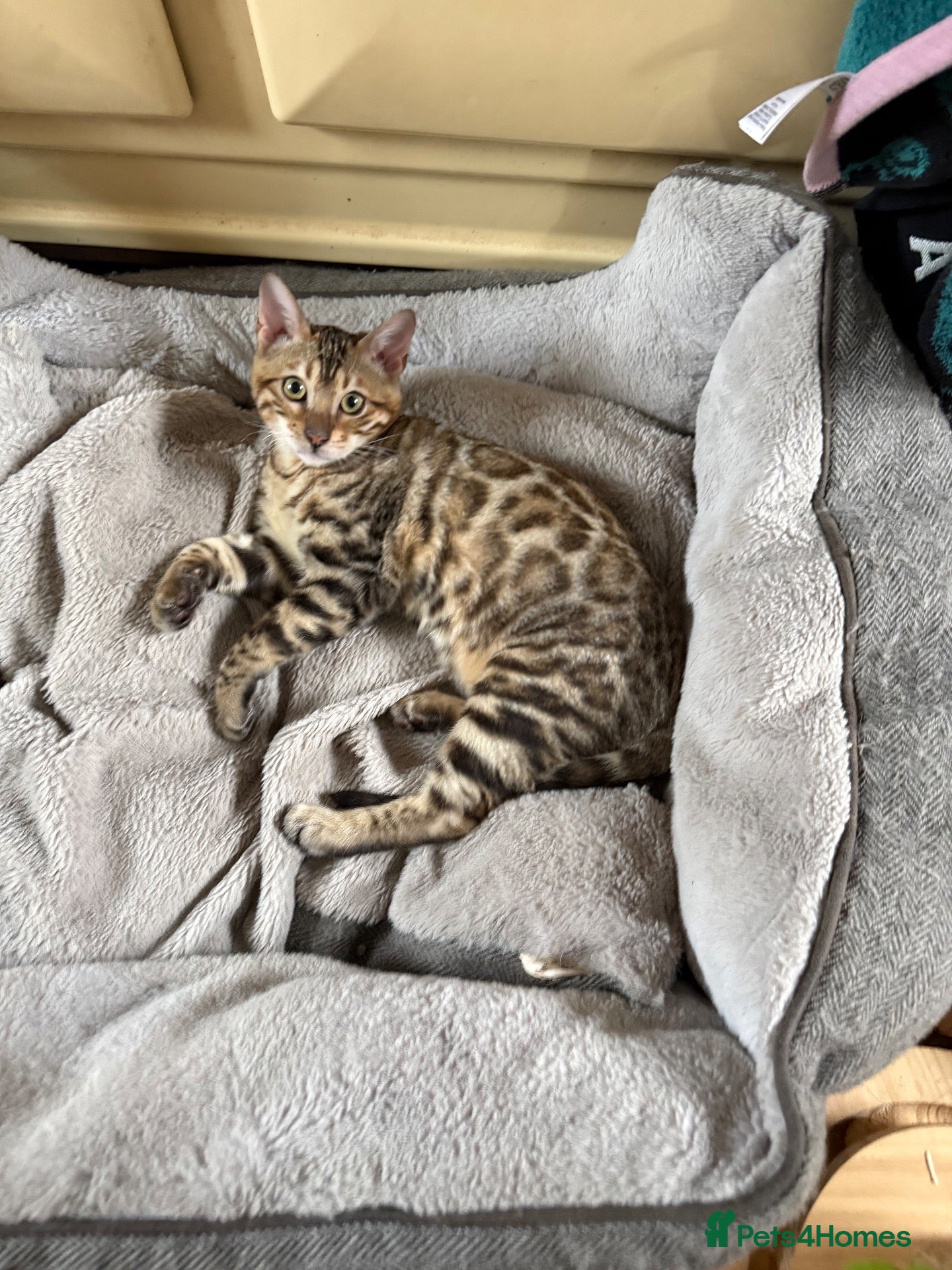 Bengal cats for sale: Snow Sepia 💙 TICA Pedigree 🐆 Bengal Kitten  - Advert 20