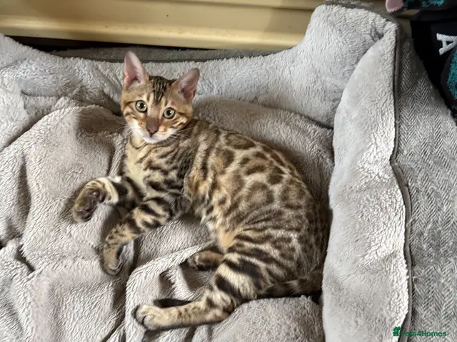 Bengal cats for sale: Snow Sepia 💙 TICA Pedigree 🐆 Bengal Kitten - Advert 20