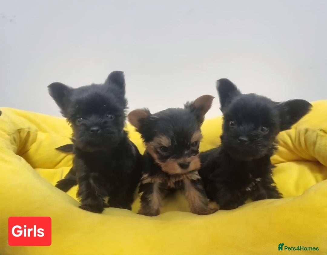 Yorkshire Terrier dogs for sale: Yorkshire Terrier  - Advert 4