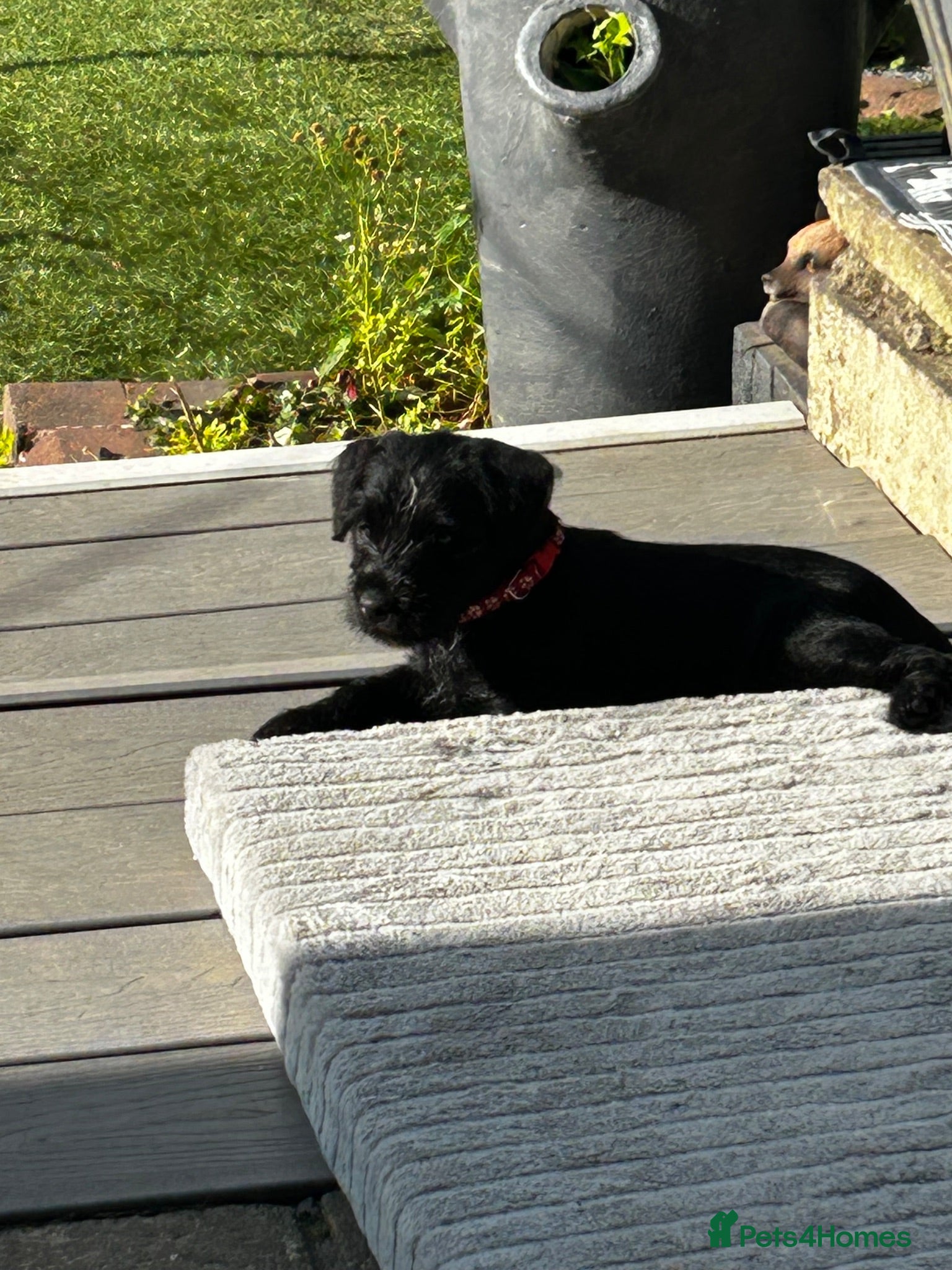 Patterdale Terrier dogs Patterdale girl - Advert 2
