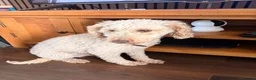 Miniature Poodle dogs for sale: 8yr Old Male KC registered miniature poodle in Stoke-on-Trent - Advert 1