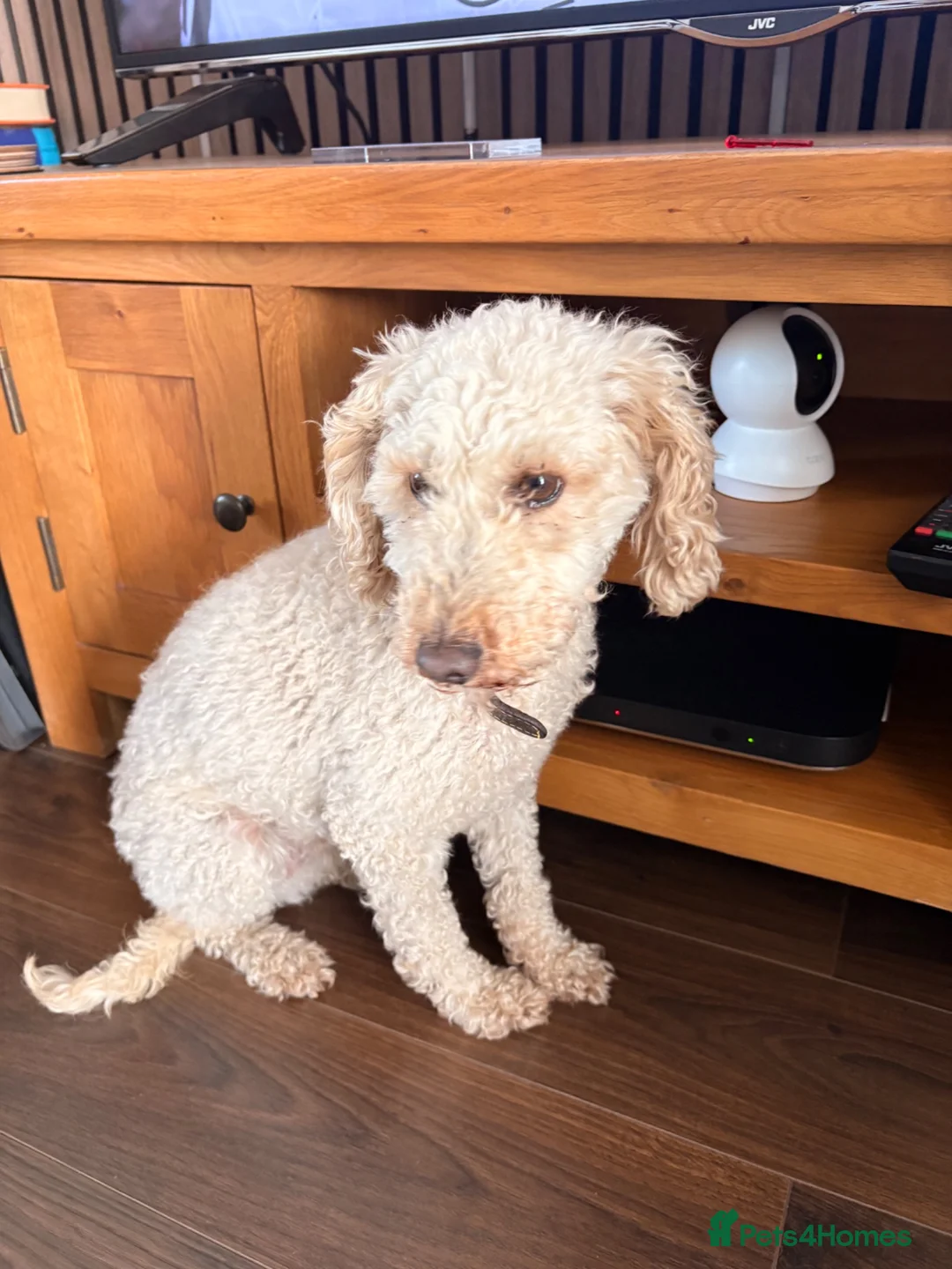 Miniature Poodle dogs for sale: 8yr Old Male KC registered miniature poodle in Stoke-on-Trent - Advert 1