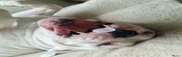 American Bulldog dogs for sale: 4 yr Male American Bulldog in need of loving home in Manchester - Advert 8