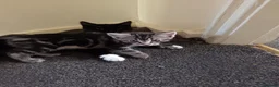 Mixed Breed cats for sale: Four Mixed Kittens - Advert 5