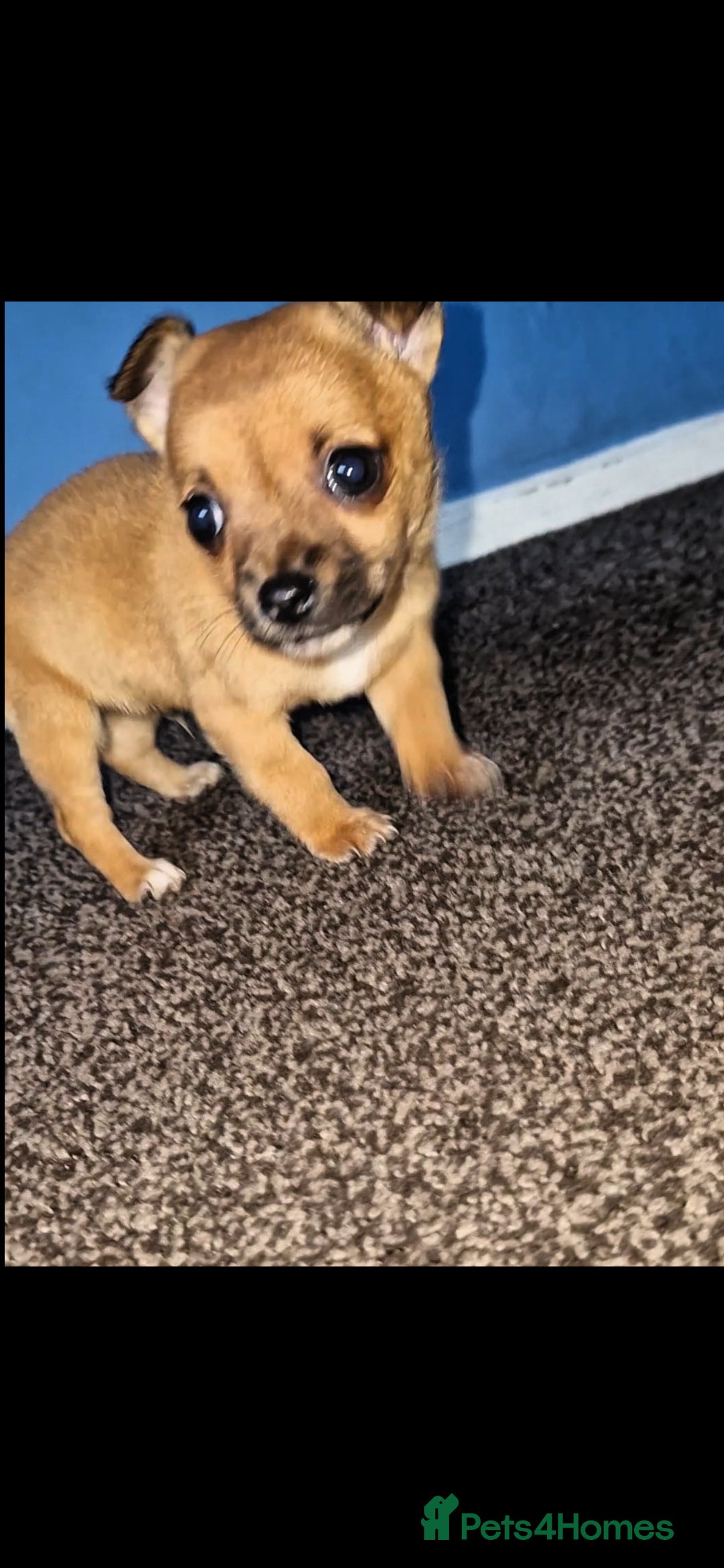 Mixed Breed dogs for sale: Adorable 9 weeks old male jackawawa puppy - Advert 9