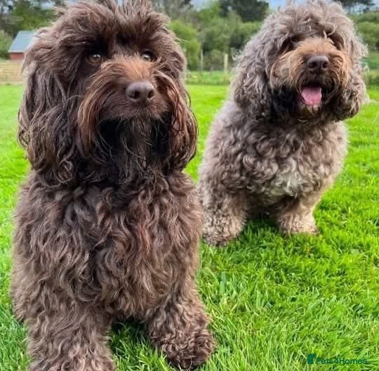 Cockapoo dogs Chocolate&white miniature  f2 Cockapoo puppies  - Advert 11