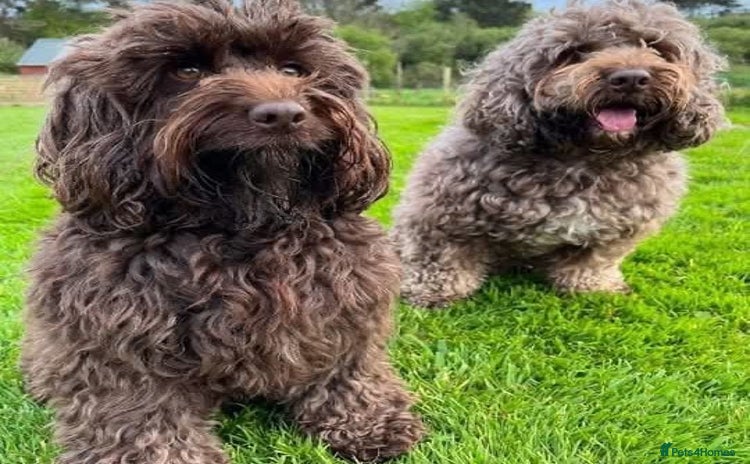 Cockapoo dogs - Advert 2