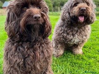 Cockapoo dogs - Advert 1