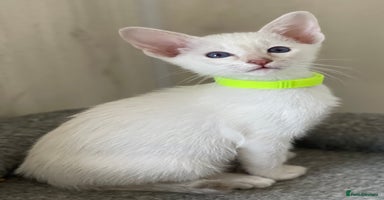 Siamese cats - Advert 16