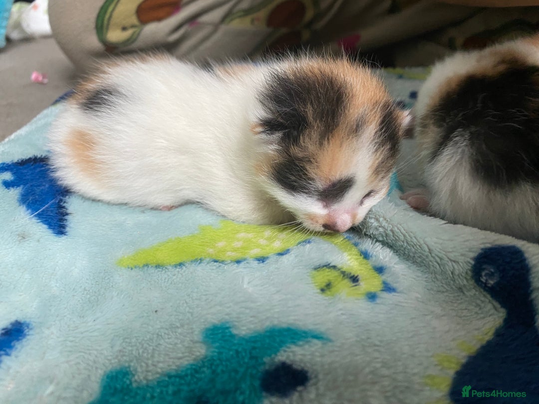 British Shorthair cats for sale: 3 gorgeous kittens for sale - Image 4