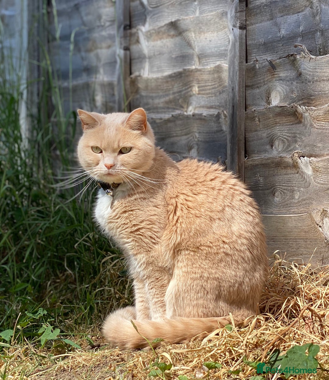 British Shorthair cats for sale: Nala - Rehoming (No fee)  - Image 7