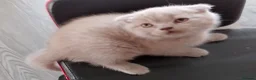 British Shorthair cats for sale: British short hair fold  - Advert 3