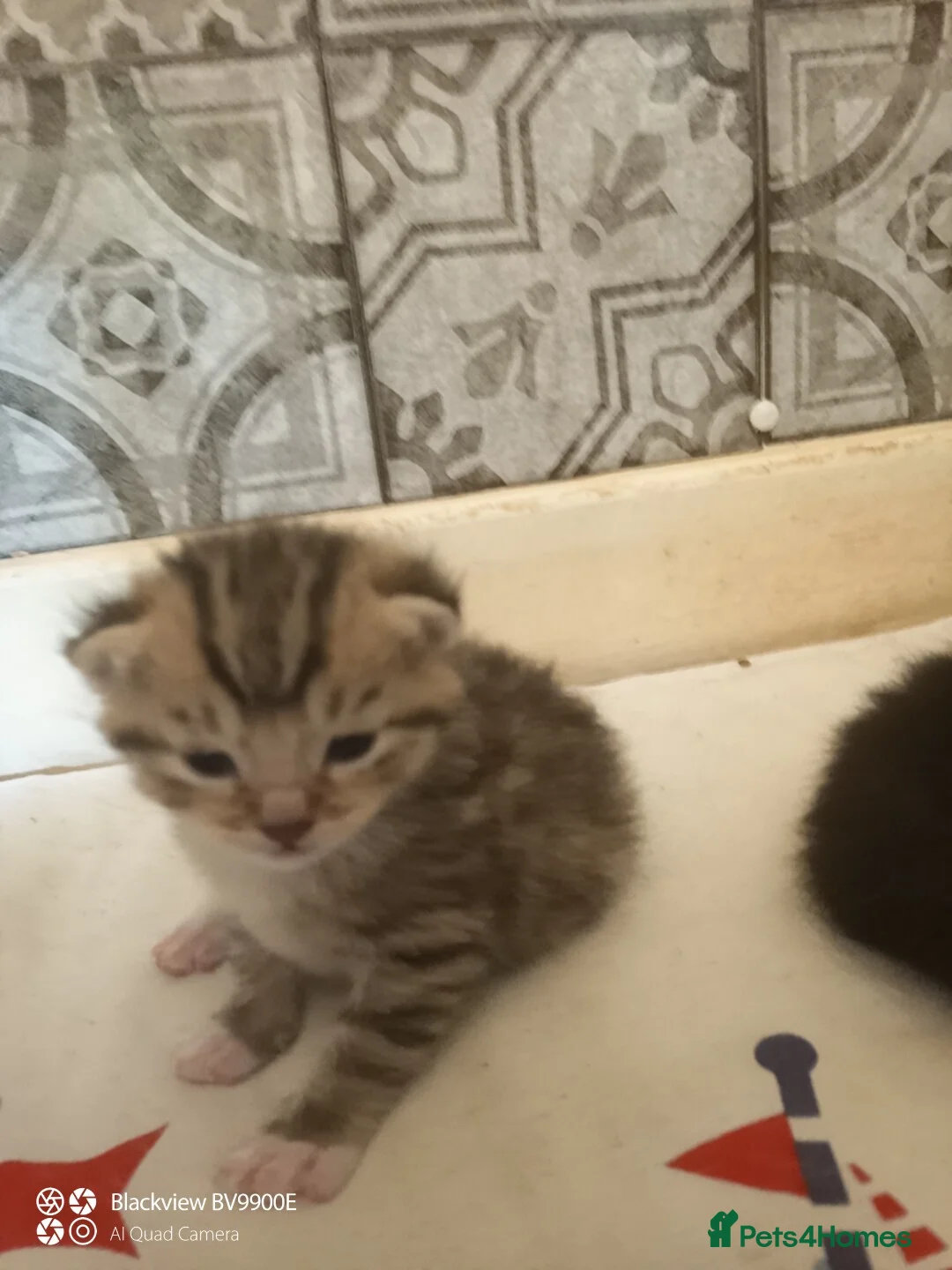 Mixed Breed cats for sale: Kittens and mother  - Advert 2