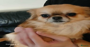 Chihuahua dogs - Advert 5