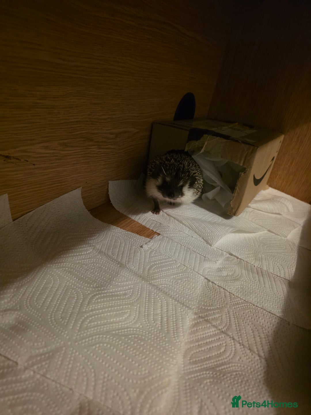 Pygmy Hedgehog rodents for sale: Male hedgehog with 3ft vivarium  - Advert 3