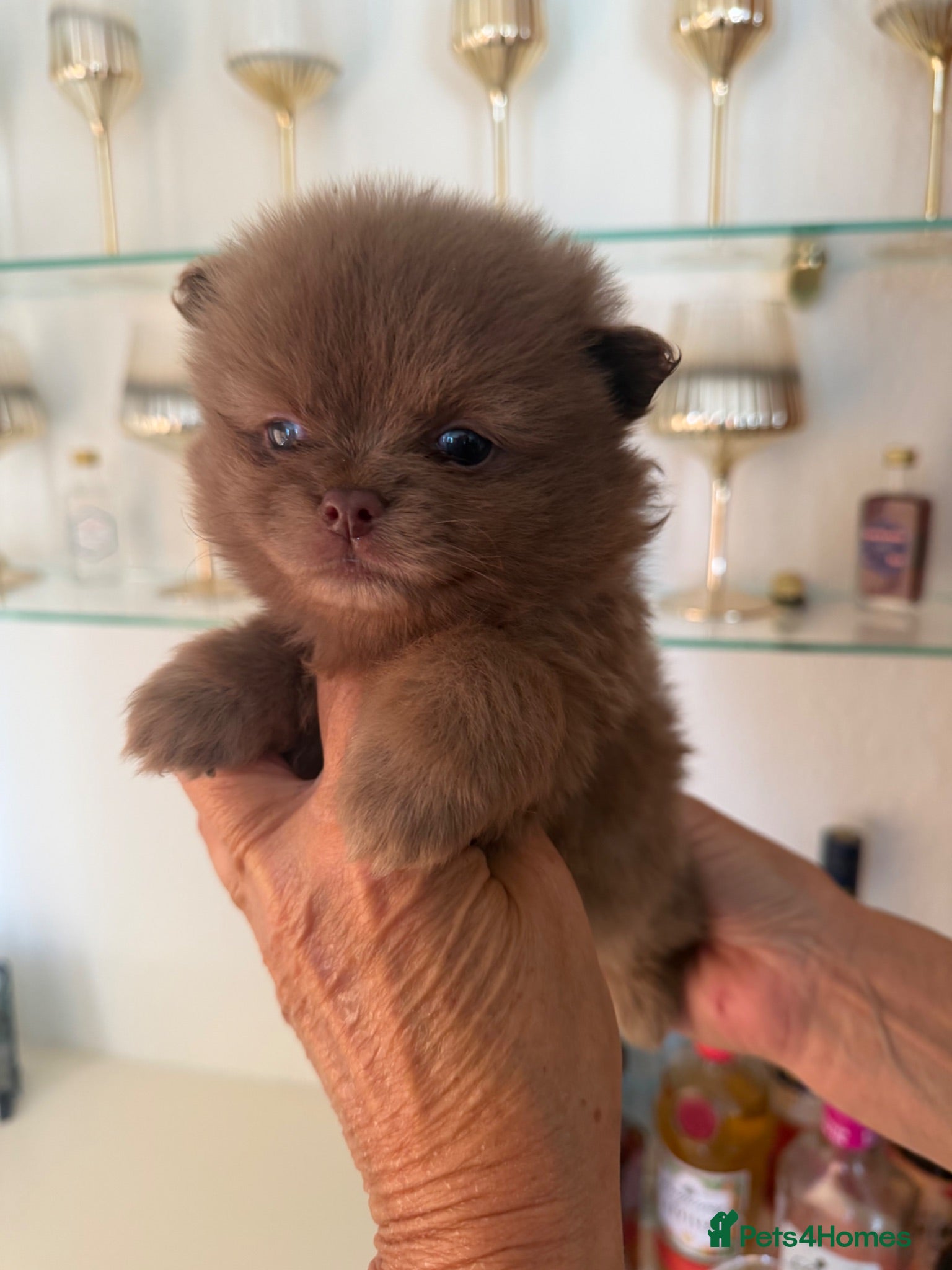 Pomeranian dogs Beautiful Pomeranian Puppies - Advert 1