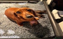 Miniature Dachshund dogs for sale: Smooth Haired Miniature Dachshunds - Image 6