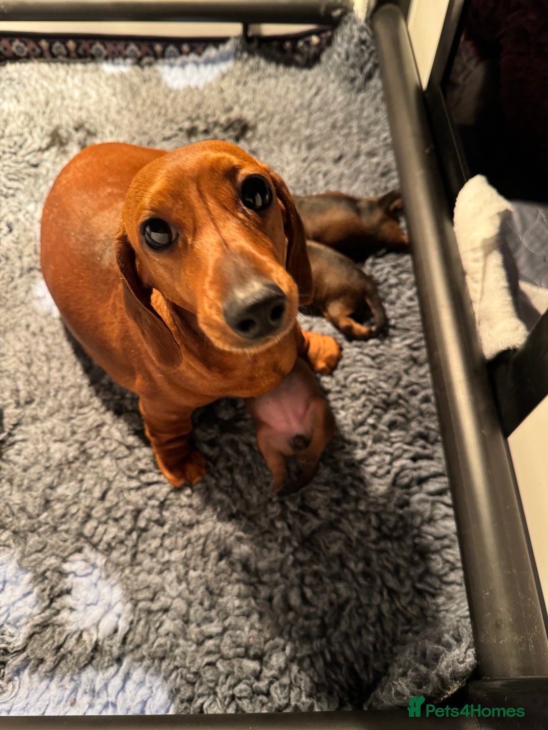 Miniature Dachshund dogs for sale: Smooth Haired Miniature Dachshunds - Image 6