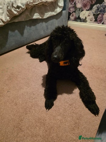 Miniature Poodle dogs Miniature poodle kc registered - Advert 2