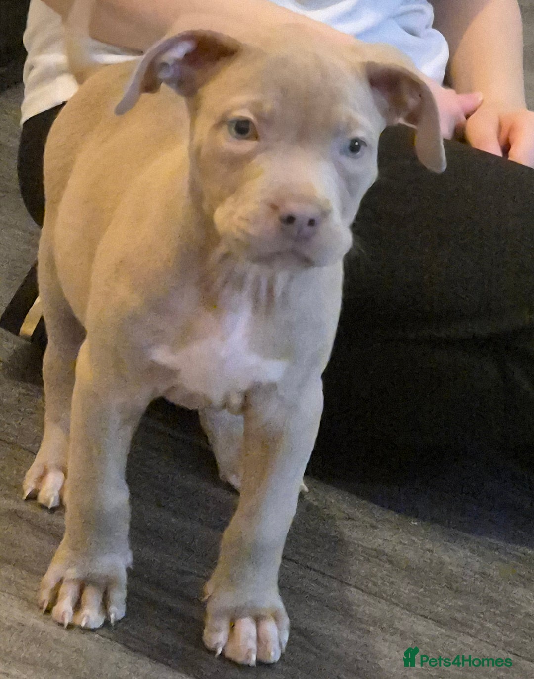 Staffordshire Bull Terrier dogs for sale: Girl Puppy 8 Weeks Old - Advert 11