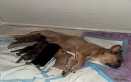 French Bulldog dogs for sale: Beautiful KC registered french bulldog puppies  - Image 1