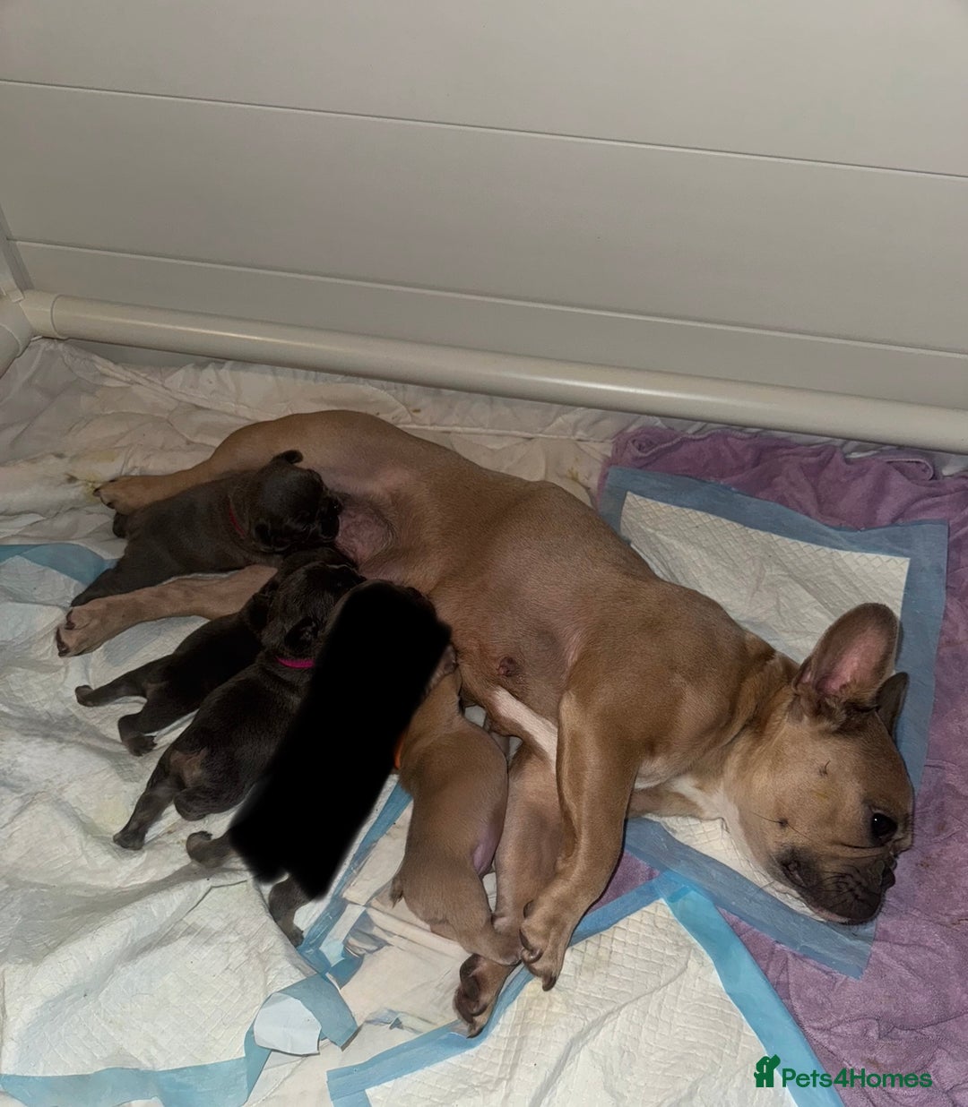 French Bulldog dogs for sale: Beautiful KC registered french bulldog puppies  - Image 1