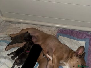 French Bulldog dogs - Advert 1