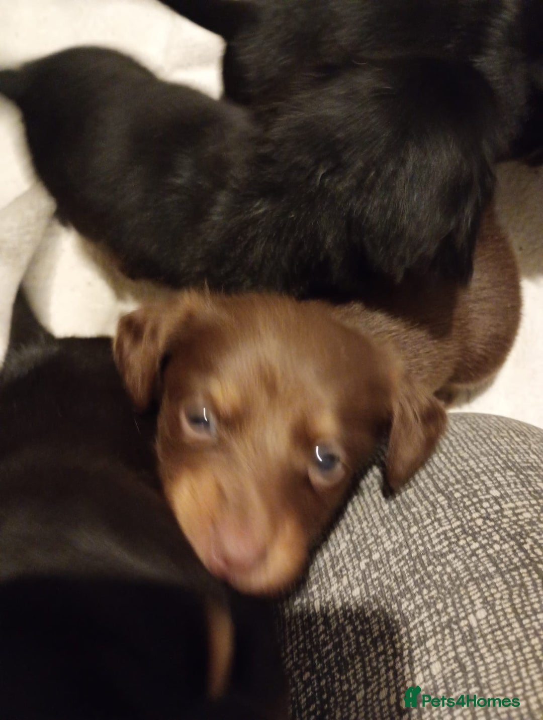 Dachshund dogs for sale: 7 long and short haired dachshunds for sale - Advert 9