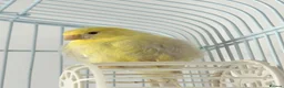Canaries birds for sale: Three Beautiful Canaries Looking for Loving Homes - Advert 7