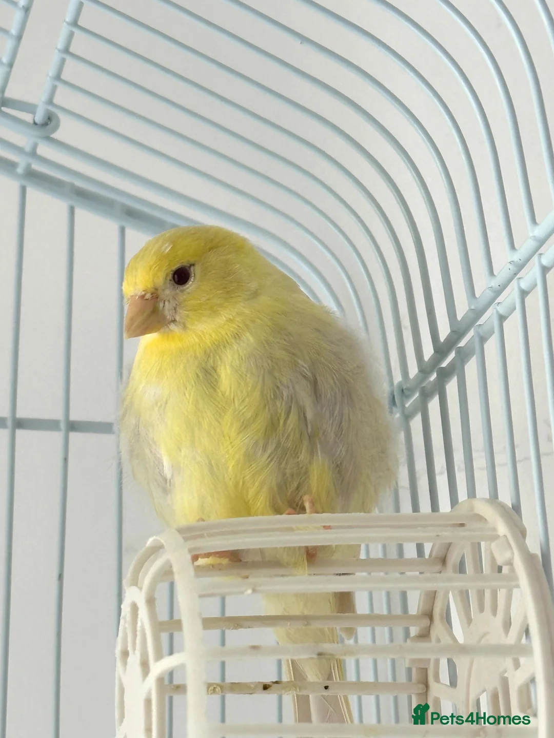 Canaries birds for sale: Three Beautiful Canaries Looking for Loving Homes - Advert 7