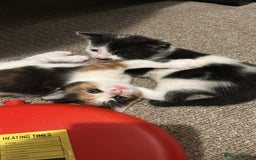 Domestic Shorthair cats for sale: Brother and sister  - Image 4