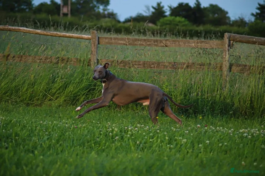 Whippet dogs for stud: Whippet stud dog in Somerton - Advert 7