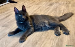 Maine Coon cats for sale: 2 Large Tica Maine Coon Kittens - Image 6