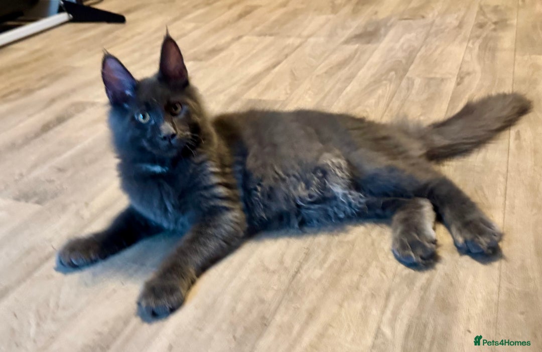 Maine Coon cats for sale: 2 Large Tica Maine Coon Kittens - Image 6